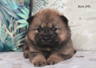 Les chiots de Eurasier