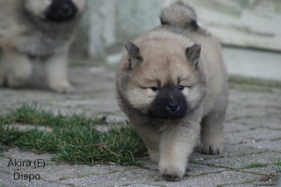 Les chiots de Eurasier