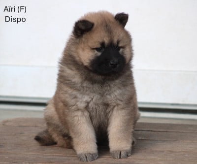 Les chiots de Eurasier