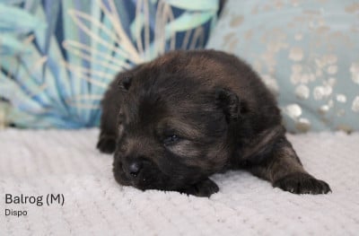 Les chiots de Eurasier