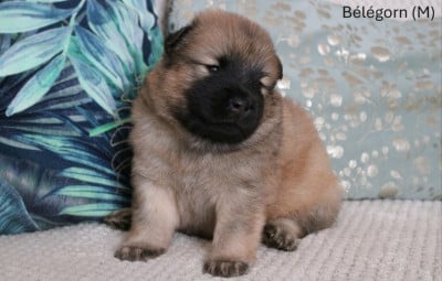Les chiots de Eurasier