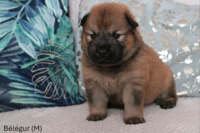 Les chiots de Eurasier