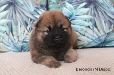 Les chiots de Eurasier