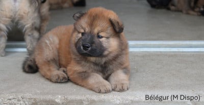 Les chiots de Eurasier