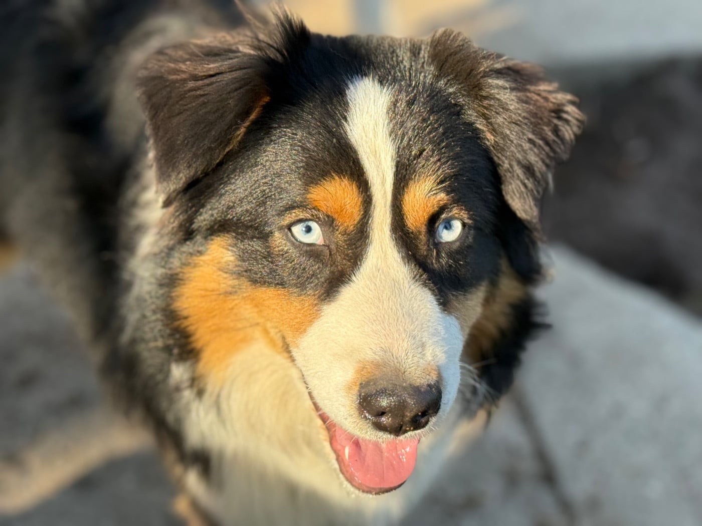 Arkan des Chemins d'Iris