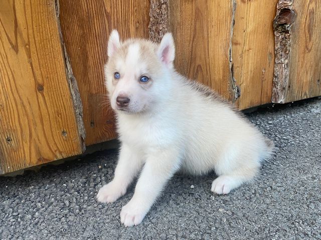 Mâle roux aux yeux bleus