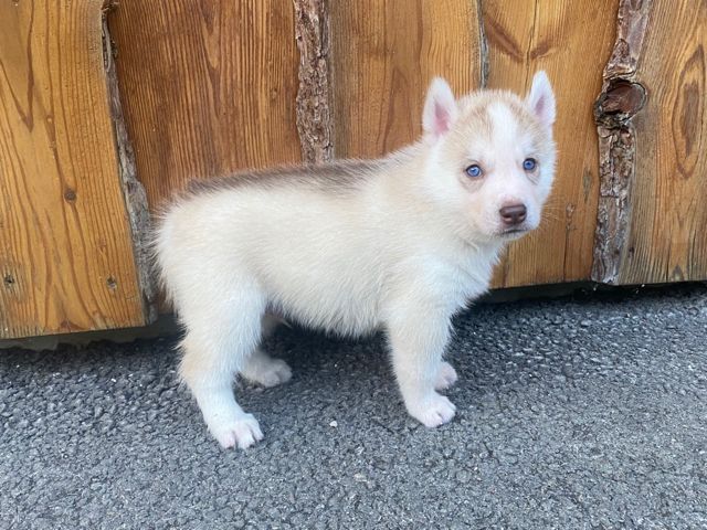 Mâle roux aux yeux bleus