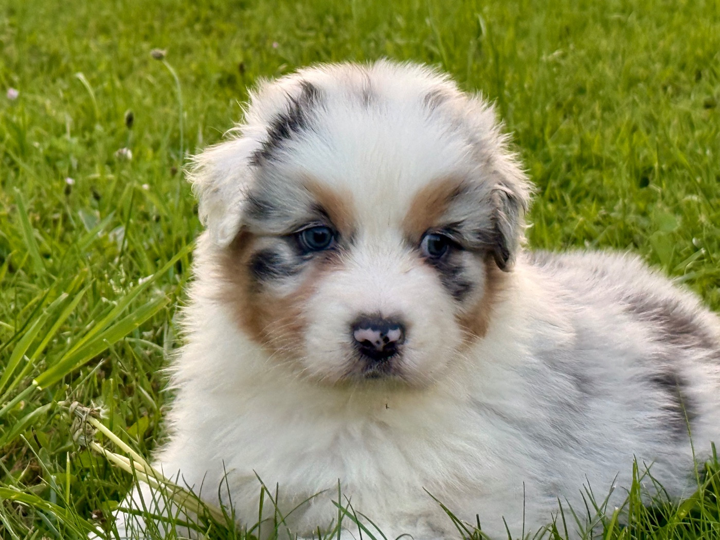 Mâle bleu merle yeux marron