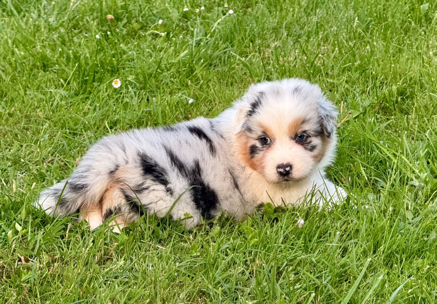 Mâle bleu merle yeux marron