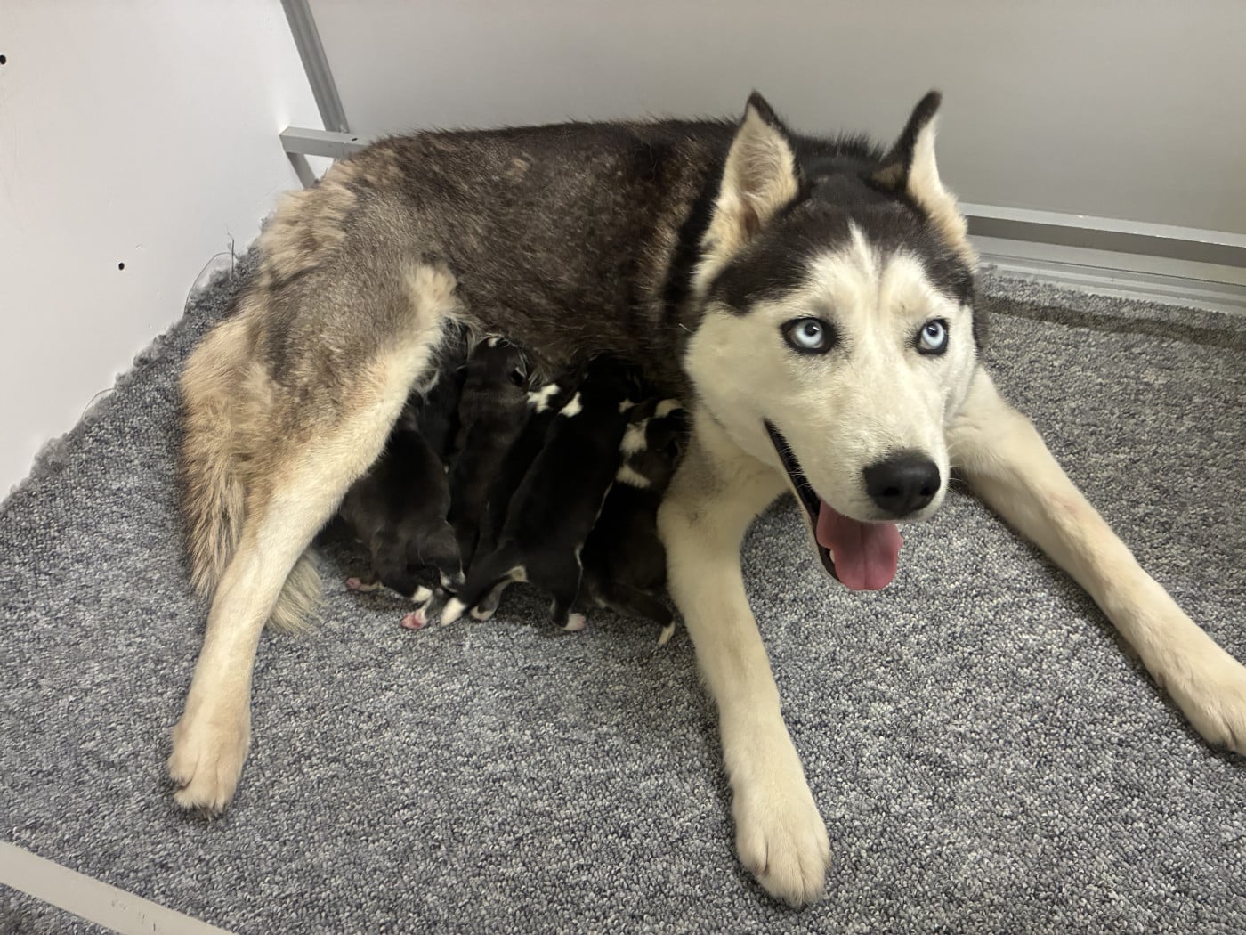 Siberian Husky - De L'Oree Du Vercors