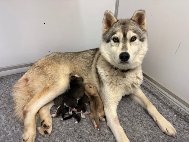 Siberian Husky - De L'Oree Du Vercors