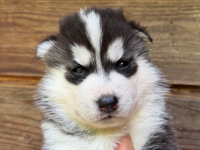 Male 2 (Vaya - Orion)