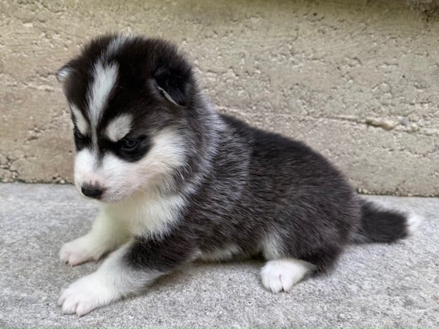 Male 2 (Vaya - Orion)