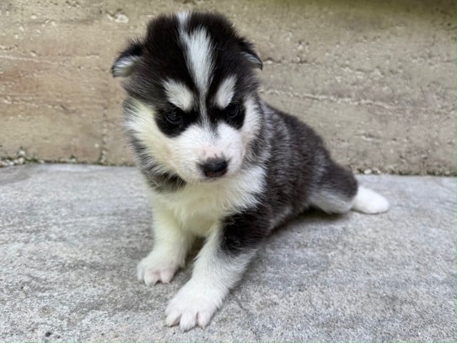 Male 2 (Vaya - Orion)