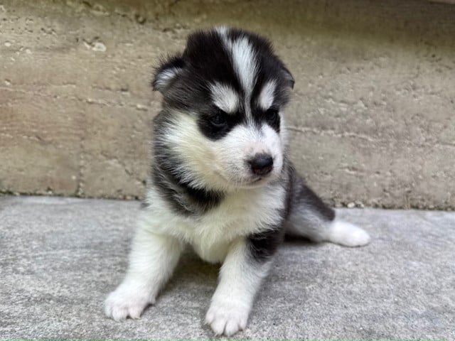 Male 2 (Vaya - Orion)