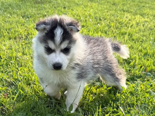 Siberian Husky - De L'Oree Du Vercors