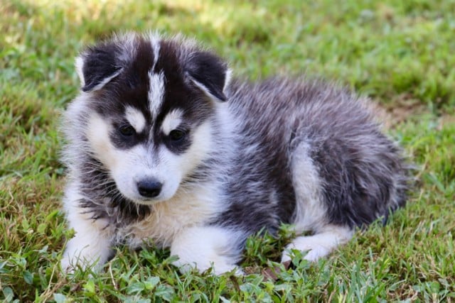 Siberian Husky - De L'Oree Du Vercors