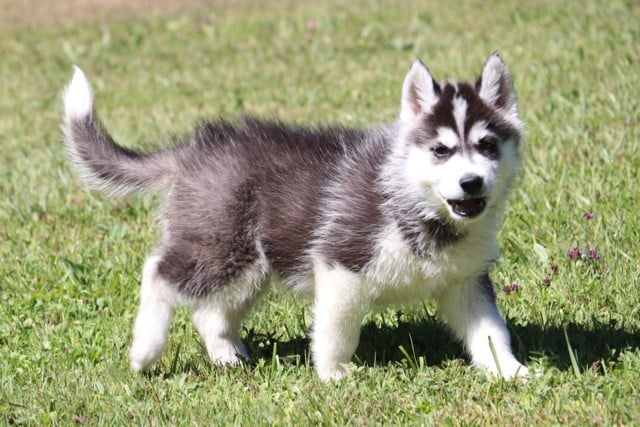 Siberian Husky - De L'Oree Du Vercors