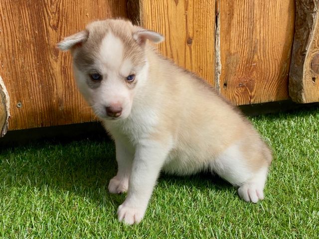 Rousse aux yeux bleus