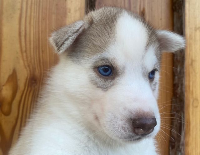 Rousse aux yeux bleus