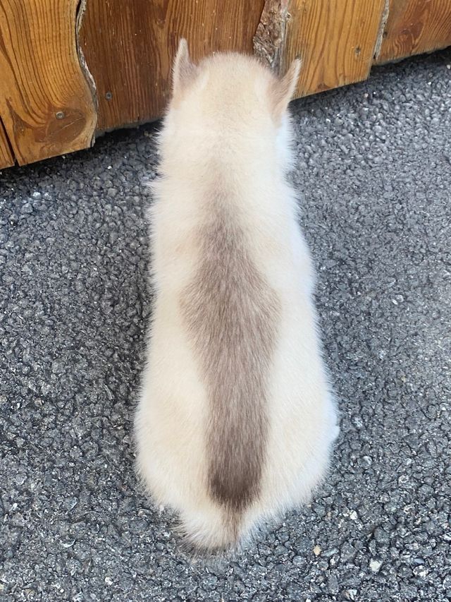 Mâle roux aux yeux bleus