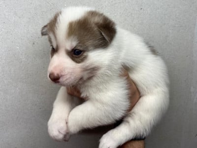 Les chiots de Siberian Husky