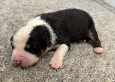 Les chiots de Berger Australien