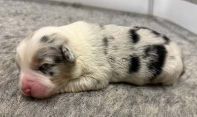 Les chiots de Berger Australien