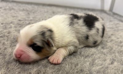 Les chiots de Berger Australien