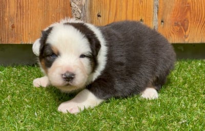 Les chiots de Berger Australien