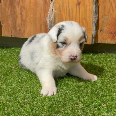 Les chiots de Berger Australien