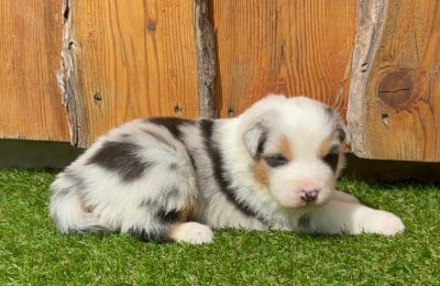 Les chiots de Berger Australien