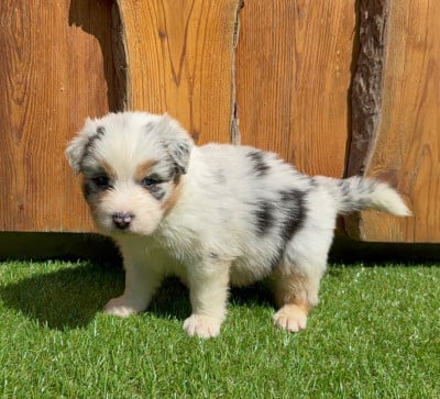 Les chiots de Berger Australien