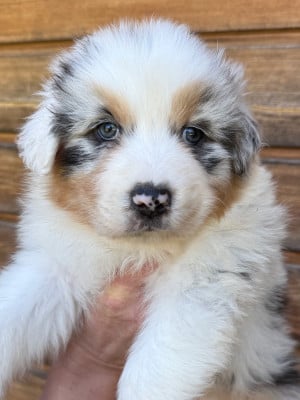 Les chiots de Berger Australien