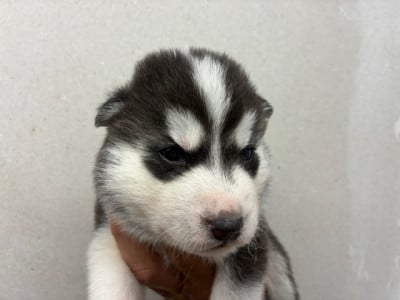 Les chiots de Siberian Husky