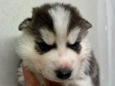 Les chiots de Siberian Husky