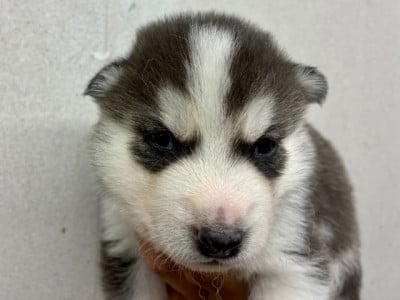 Les chiots de Siberian Husky