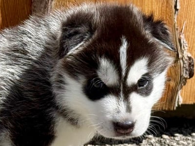 Les chiots de Siberian Husky