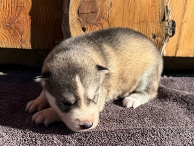 Les chiots de Siberian Husky