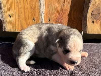 Les chiots de Siberian Husky