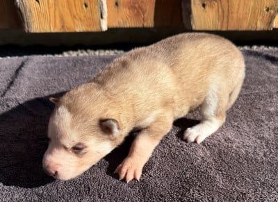 Les chiots de Siberian Husky