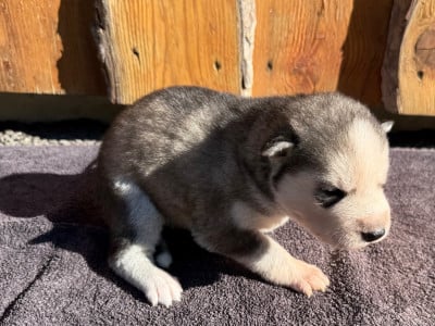 Les chiots de Siberian Husky
