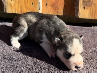Les chiots de Siberian Husky