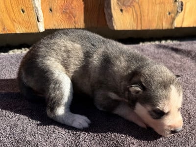 Les chiots de Siberian Husky