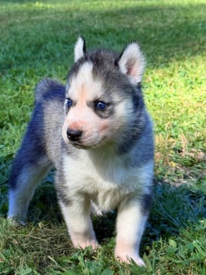 Les chiots de Siberian Husky