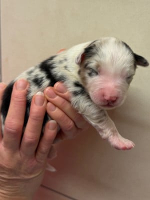 Les chiots de Berger Australien