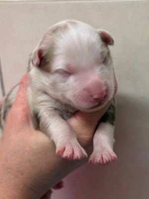 Les chiots de Berger Australien