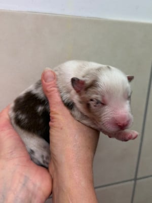 Les chiots de Berger Australien