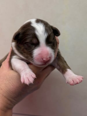 Les chiots de Berger Australien