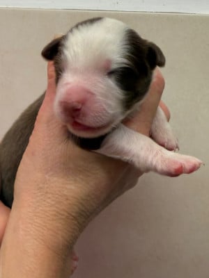 Les chiots de Berger Australien
